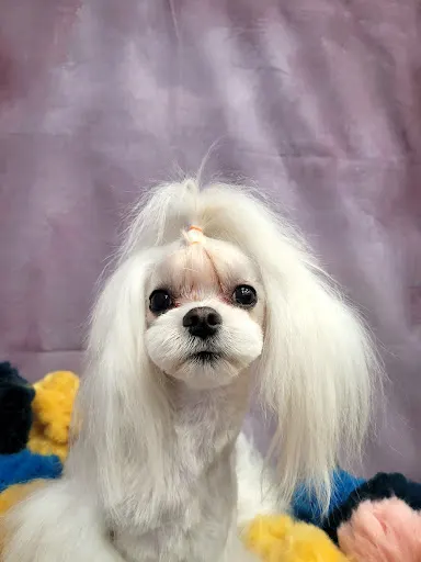 Salon pielęgnacji psów i kotów Wytworne Zwierzaki